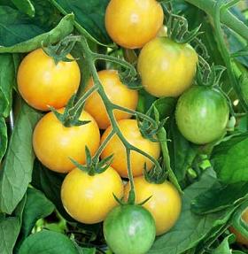Gold Nugget  yellow cherry 20 seeds